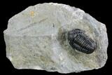 Detailed Gerastos Trilobite Fossil - Morocco #125289-1